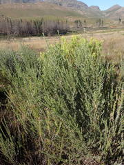 Aspalathus glabrescens