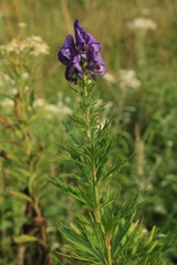 Aconitum sachalinense