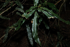 Floydia praealta, photograph (c) Greg Tasney, some rights reserved (CC BY-SA)