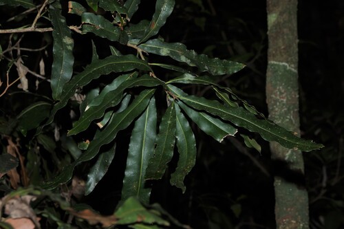 Floydia praealta, photograph 5