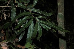 Floydia praealta, photograph (c) Greg Tasney, some rights reserved (CC BY-SA)