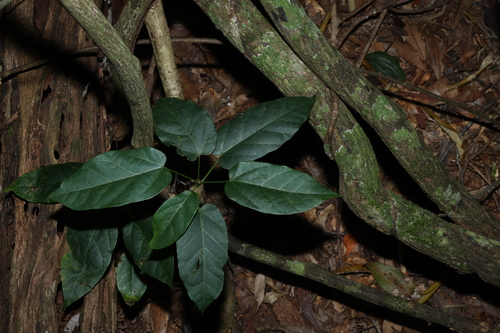 Kuman (Sterculia quadrifida)