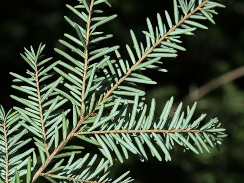 Western Hemlock (Tsuga heterophylla)
