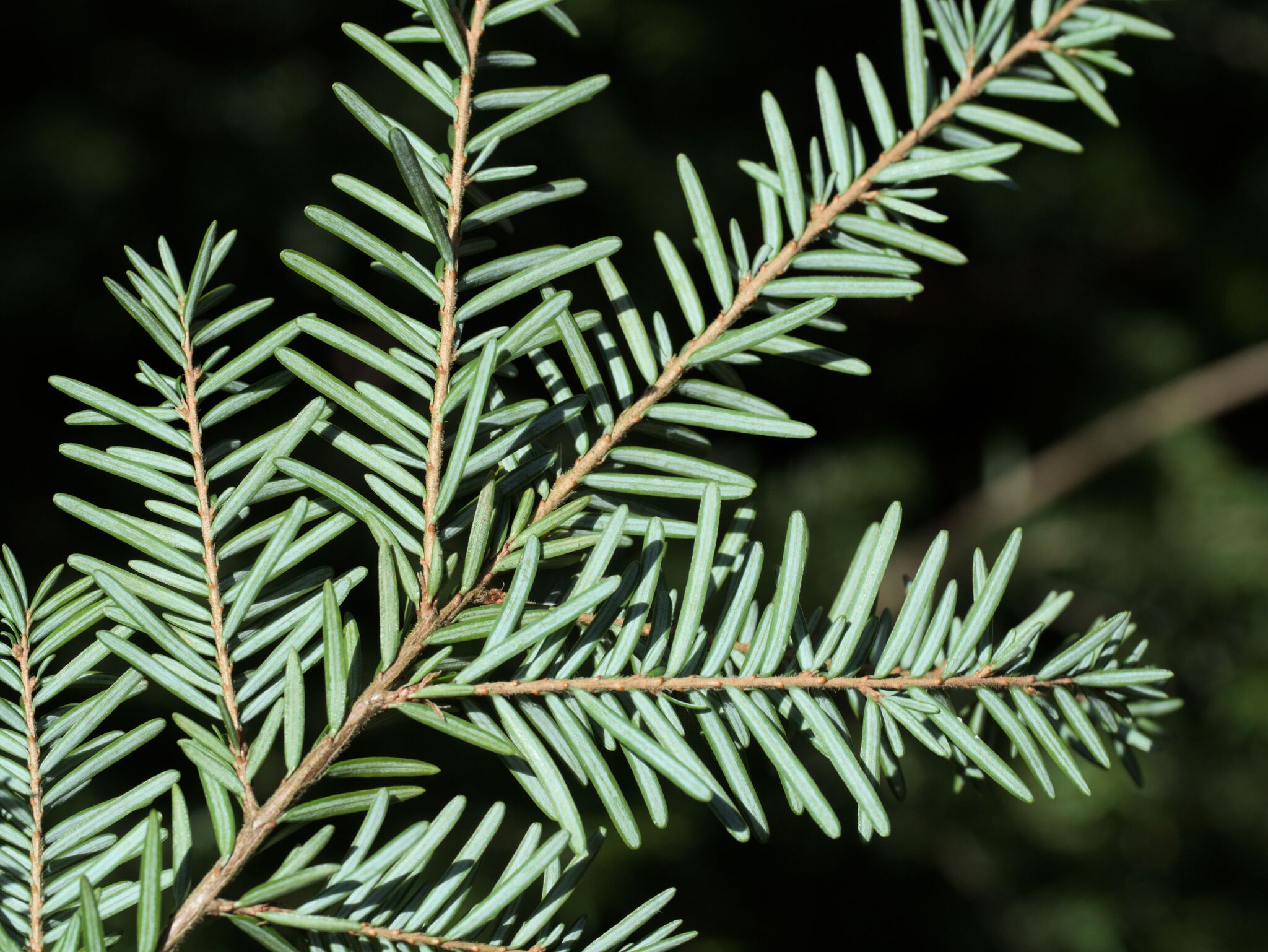 Western Hemlock (Tsuga heterophylla)