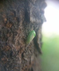 Hyalojassini