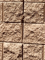 Sceloporus occidentalis