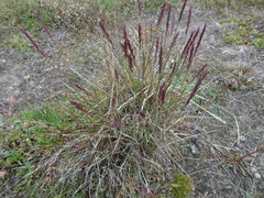 Elymus alaskanus