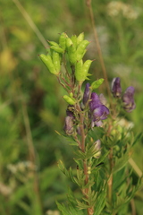 Aconitum sachalinense