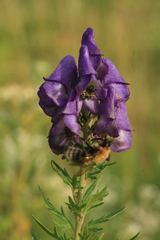 Aconitum sachalinense