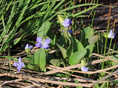 Viola sacchalinensis