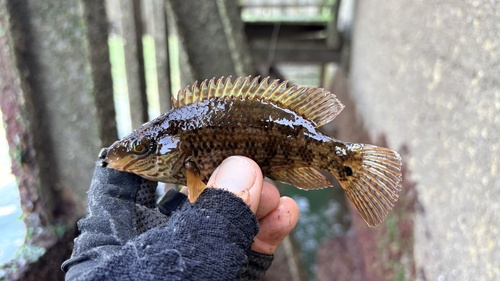 Symphodus melops