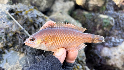 Centrolabrus exoletus