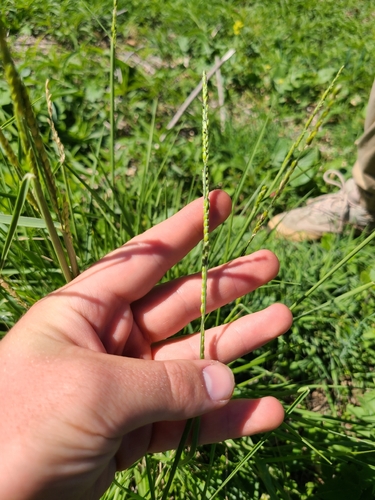 Texas cup grass (Eriochloa sericea)
