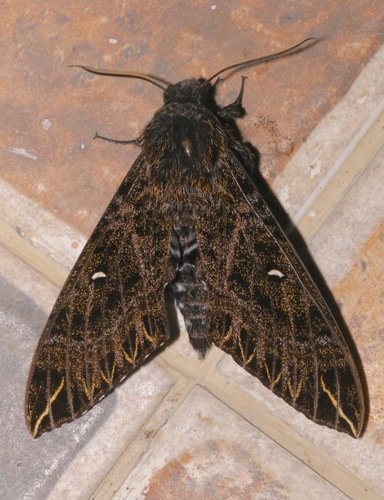Euryglottis dognini