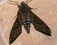 Euryglottis dognini