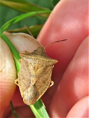 Euschistus ictericus