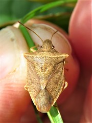 Euschistus ictericus