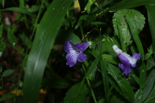 Artanema fimbriatum, photograph 5