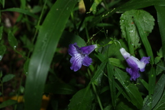 Artanema fimbriatum, photograph (c) Greg Tasney, some rights reserved (CC BY-SA)