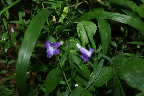 Artanema fimbriatum, photograph 6