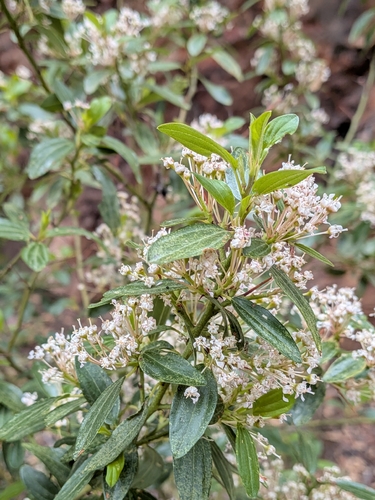 Fendler's ceanothus (Ceanothus fendleri)