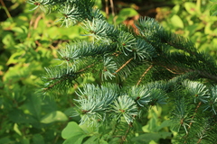 Picea jezoensis jezoensis