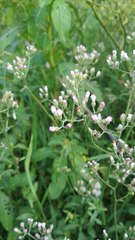 Cyanthillium cinereum