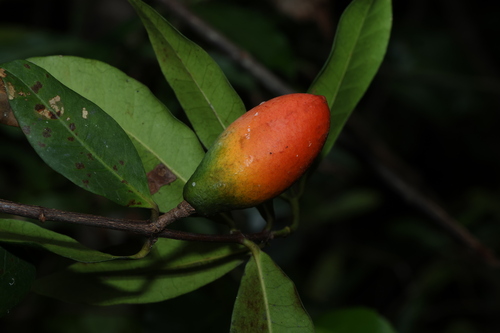Bellbird Vine (Melodinus australis)