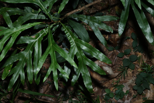 Grevillea hilliana, photograph 4