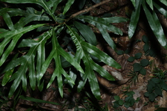 Grevillea hilliana, photograph (c) Greg Tasney, some rights reserved (CC BY-SA)