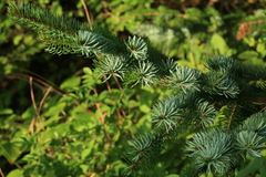 Picea jezoensis jezoensis