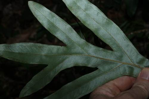 Grevillea hilliana, photograph 5