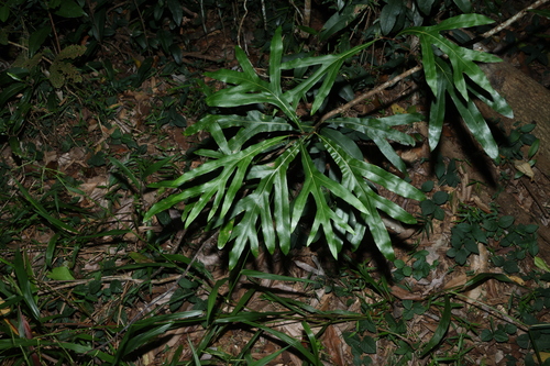 Grevillea hilliana, 2026-04-06