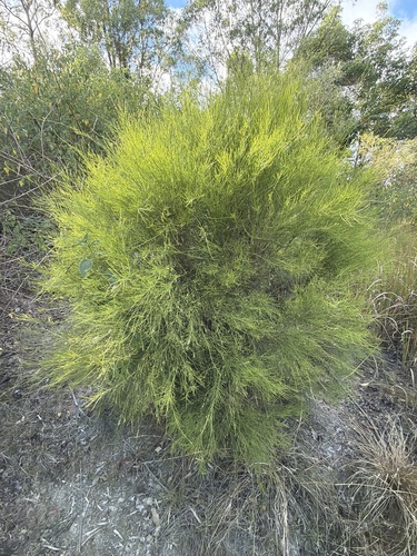 White sour bush (Choretrum candollei)