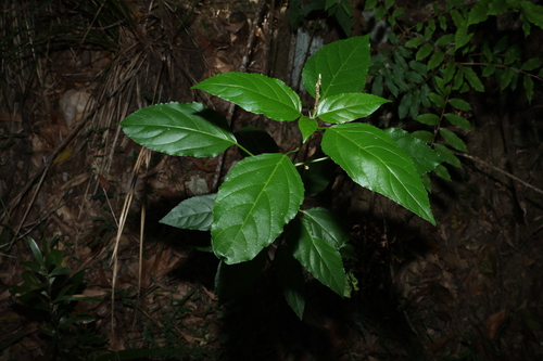 Claoxylon tenerifolium observed 2026-04-06