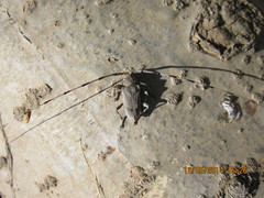 Acanthocinus aedilis