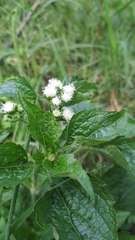 Ageratum conyzoides