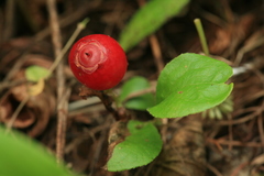 Vaccinium praestans