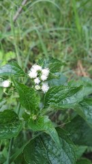 Ageratum conyzoides