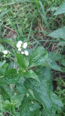 Ageratum conyzoides