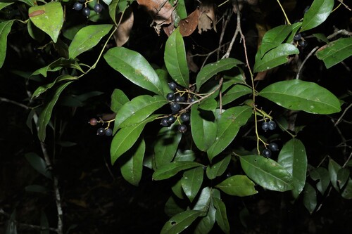 Cryptocarya sclerophylla, photograph 4