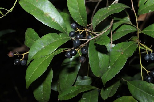 Cryptocarya sclerophylla, photograph 3