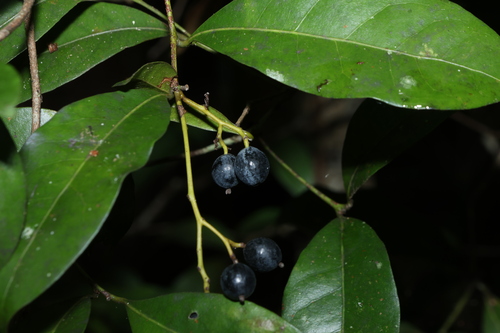 Cryptocarya sclerophylla, photograph 5