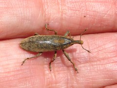 Lixus concavus