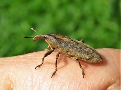 Lixus concavus