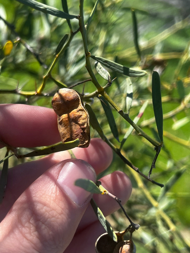 Gundabluie (Acacia victoriae)