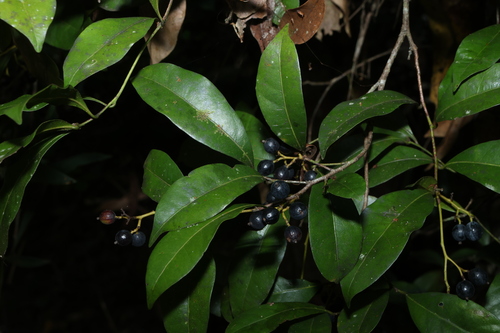 Cryptocarya sclerophylla, photograph 6