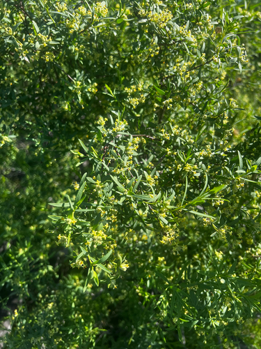 Mallee Riceflower (Pimelea microcephala)