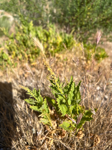 California Goosefoot (Blitum californicum)