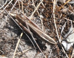Macrotona